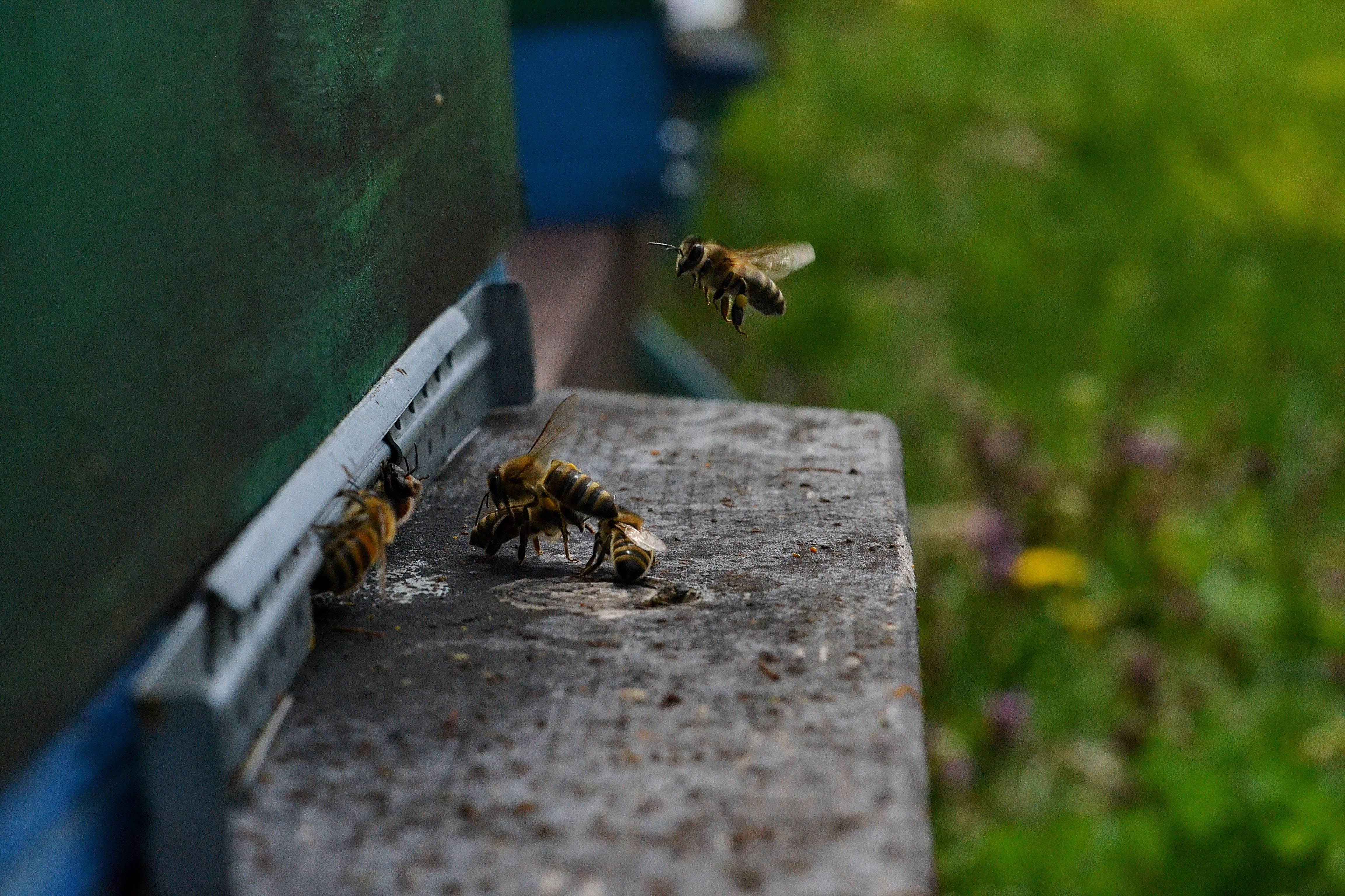 Bees flying in and out of hive in a natural setting