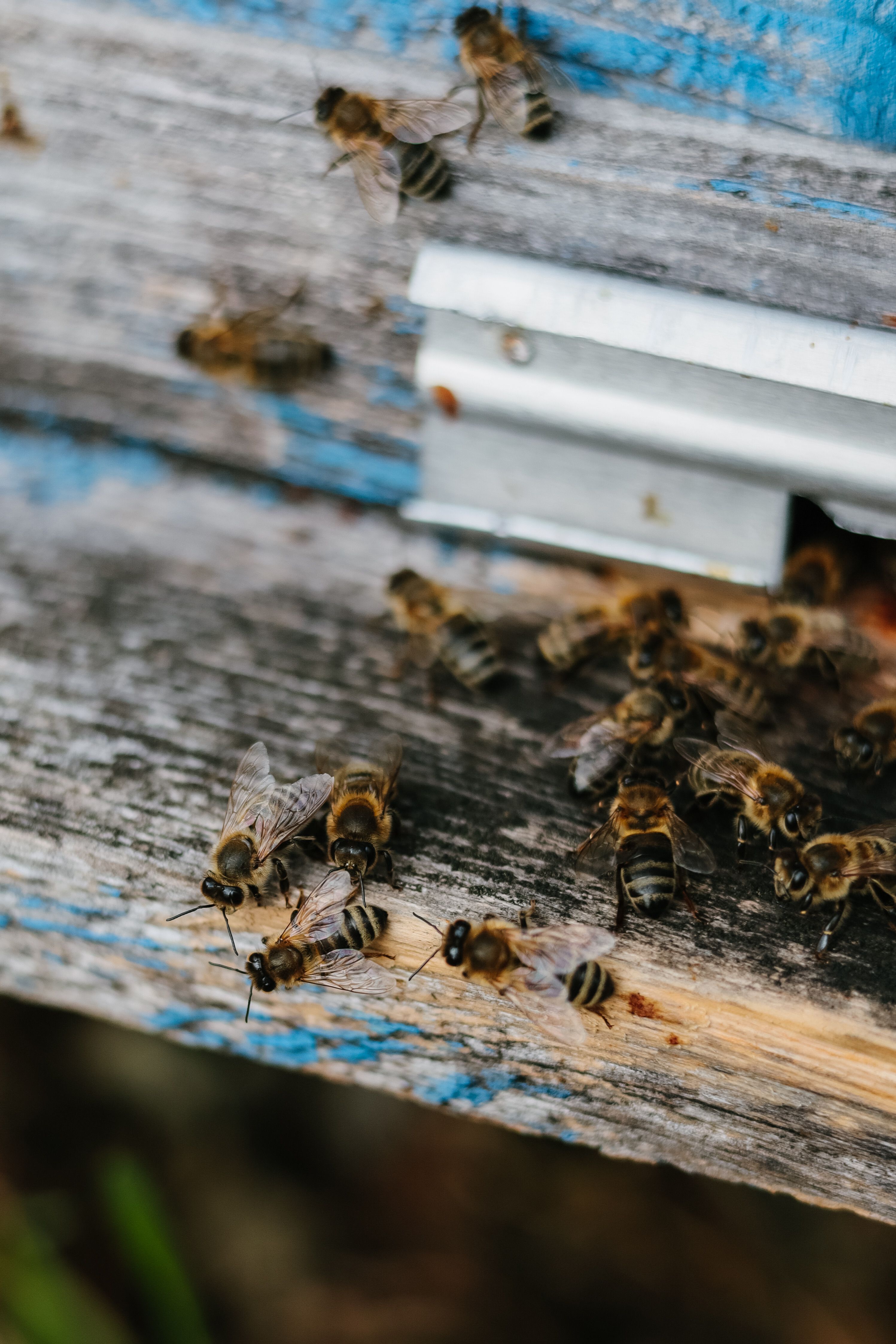 Bees returning to their cedar top-bar hive