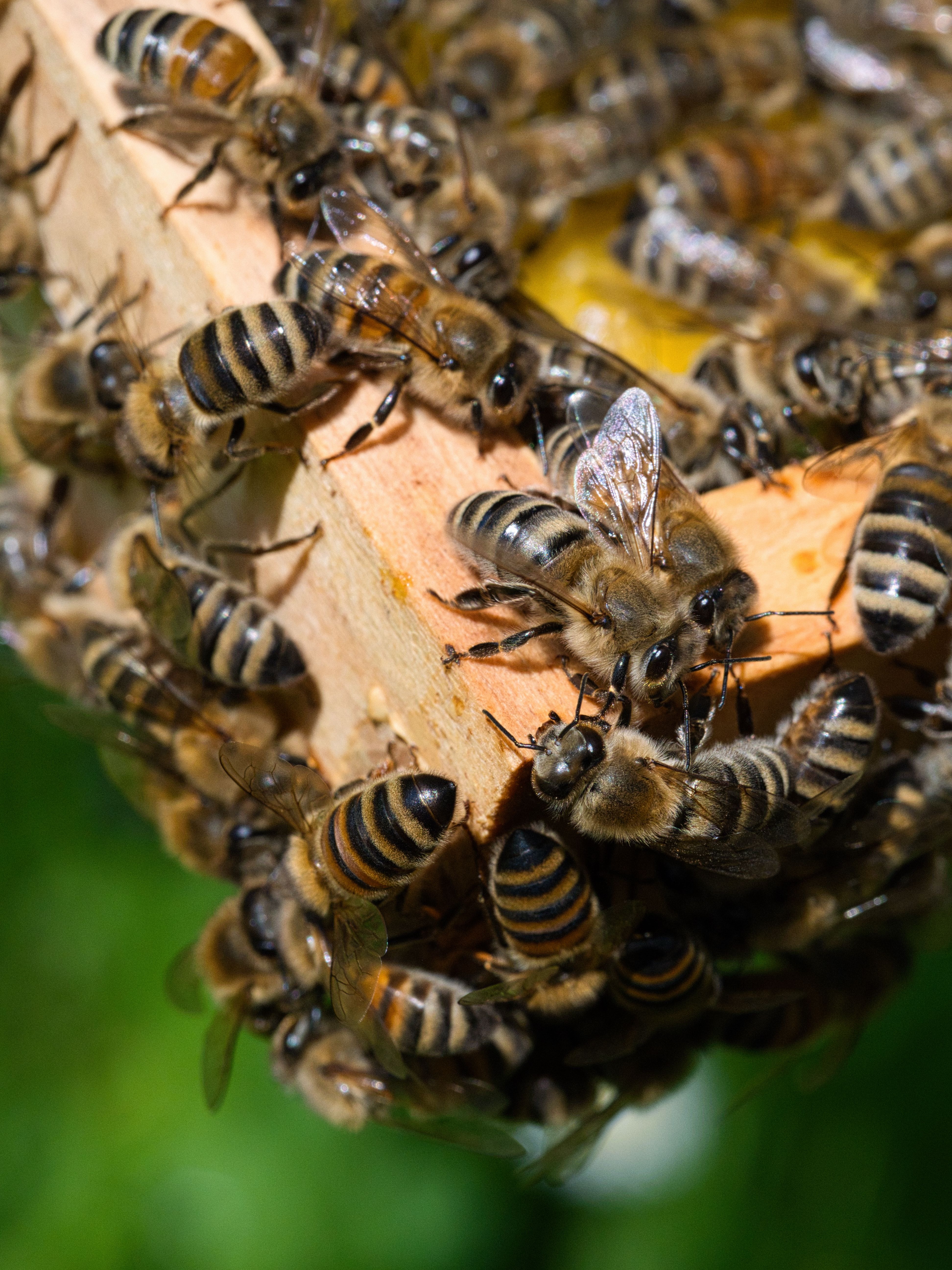 Bees clustered on honeycomb