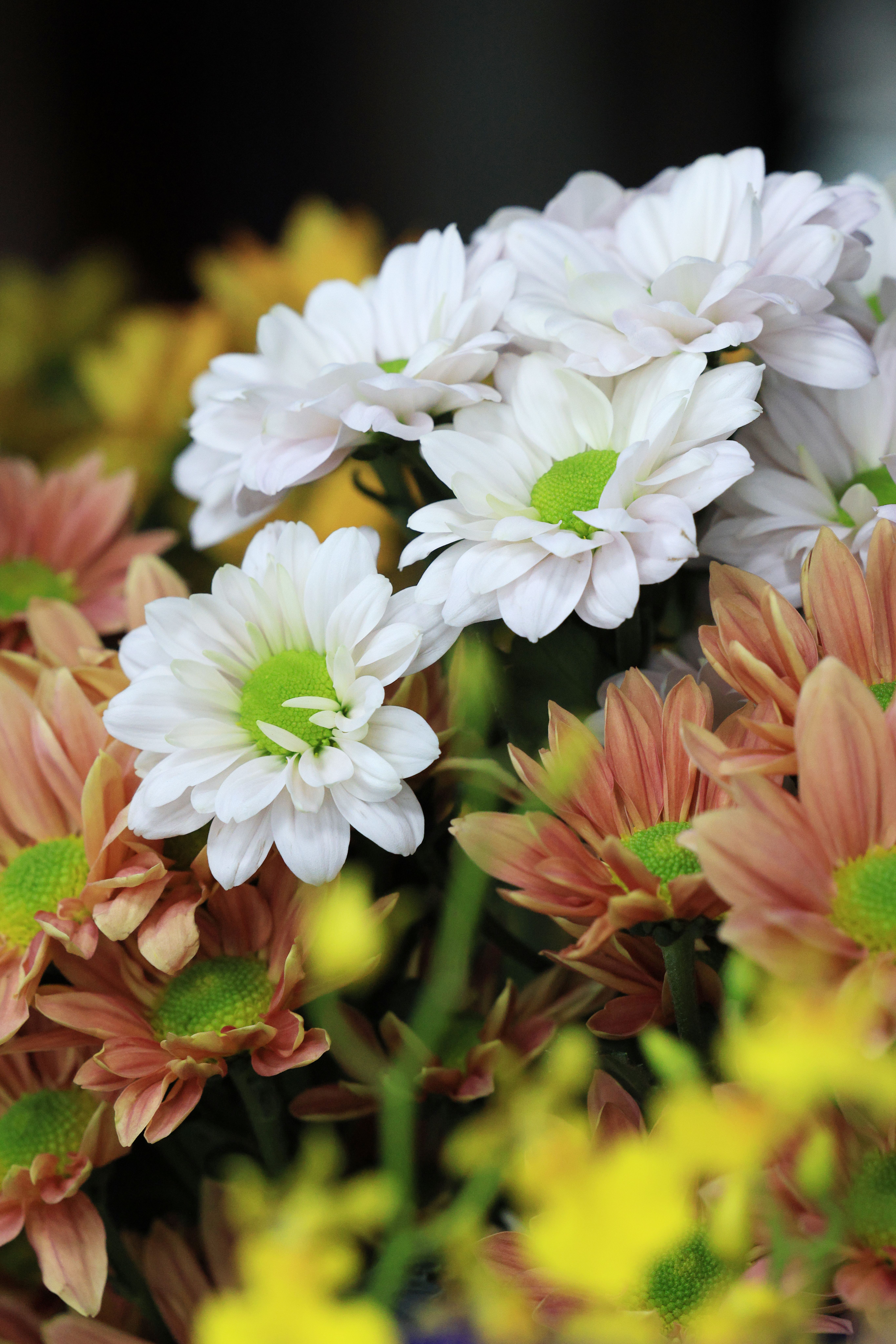 Fresh blooms at the farm