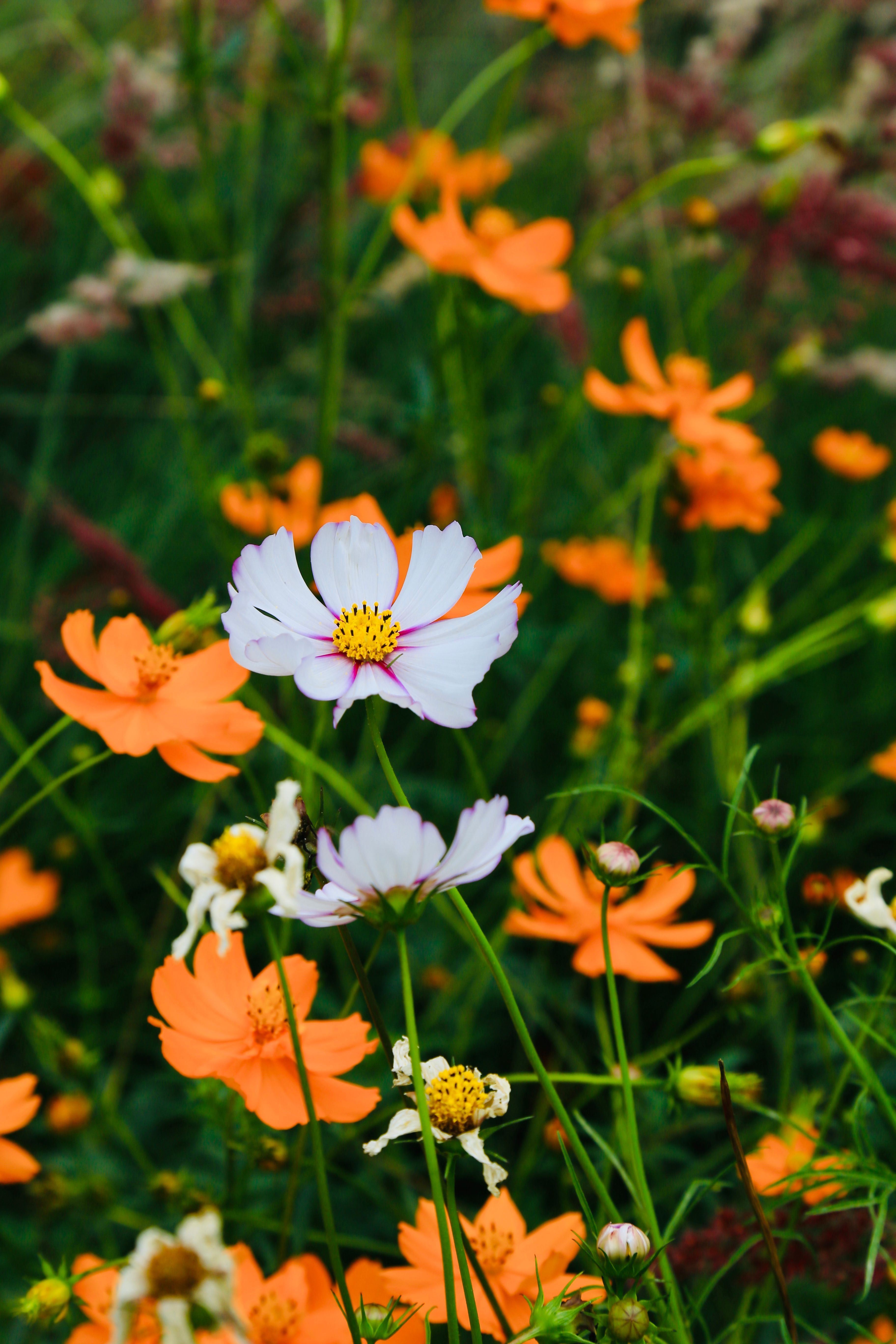 Vibrant wildflowers in the valley