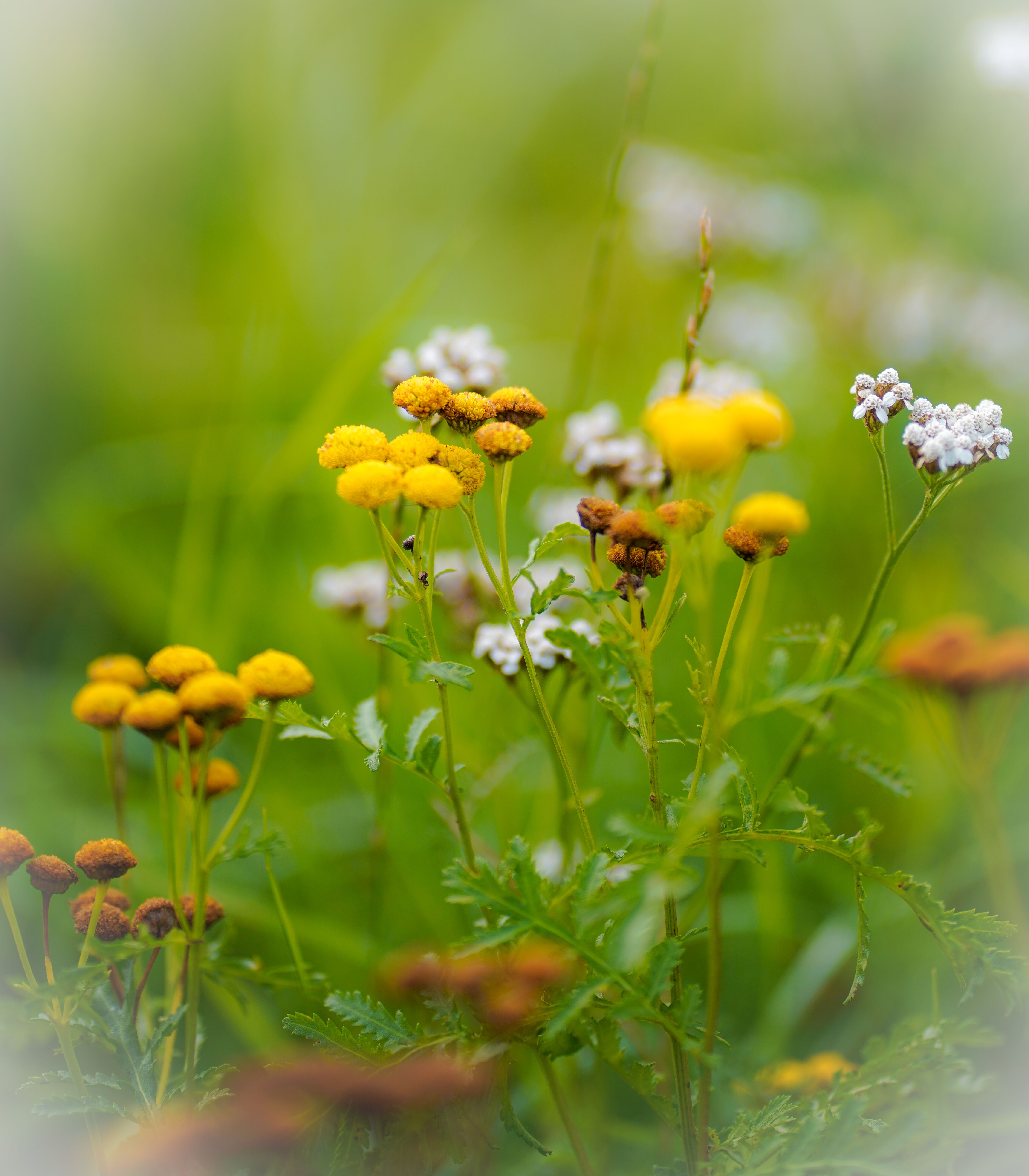 Yellow meadow flowers